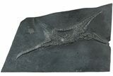 Pyritized, Devonian Brittle Star (Euzonosoma) Fossil - Germany #231556-1